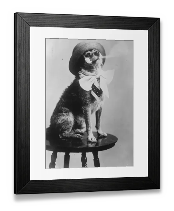 Framed Print : President Hardings dog. Pat, the American presidents pet, enjoying a quiet smoke Framed Print : President Hardings dog. Pat, the American presidents pet, enjoying a quiet smoke
