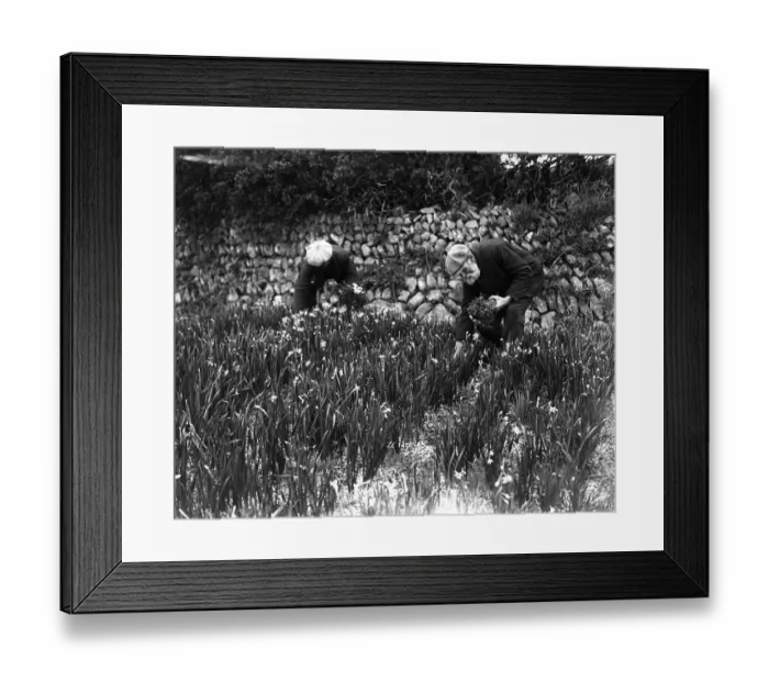 Framed Print : Flower picking at St Mary s, Scilly Isles. 5 March 1920 Framed Print : Flower picking at St Mary s, Scilly Isles. 5 March 1920
