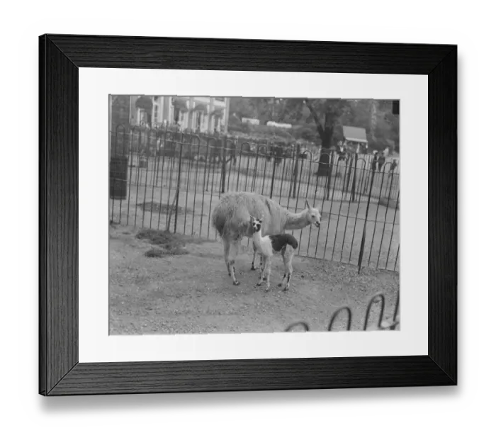 Framed Print : Ma and her little Llama. The baby llama at the zoo. It is about a fortnight old Framed Print : Ma and her little Llama. The baby llama at the zoo. It is about a fortnight old