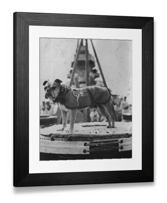 Framed Print : Peggy the pet of HMS Iron Duke. 22 September 1920 20 May 1920 Framed Print : Peggy the pet of HMS Iron Duke. 22 September 1920 20 May 1920