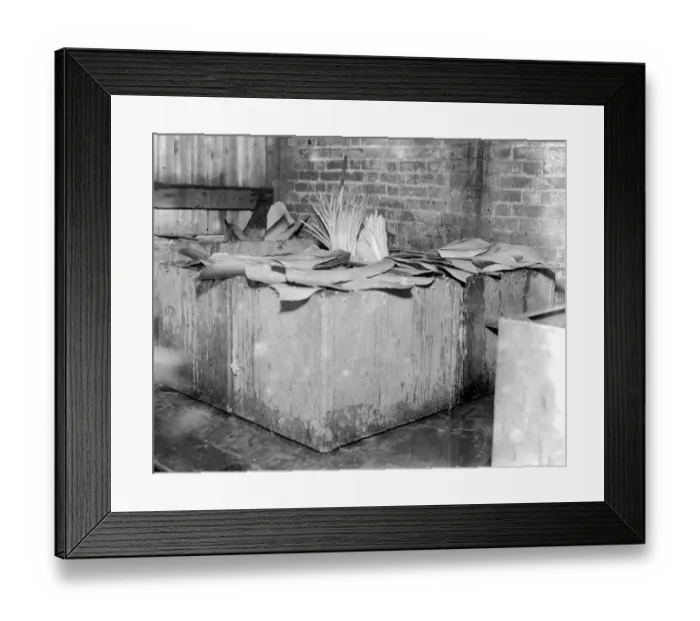 Framed Print : Whalebone cutting - A Leyton industry. Soaking it in cold water to cleanse it. 1923 Framed Print : Whalebone cutting - A Leyton industry. Soaking it in cold water to cleanse it. 1923