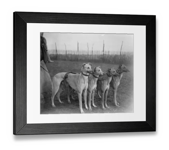Framed Print : Waterloo Cup aspirants owned and trained by a lady. Miss Ruth Fawcett owner Framed Print : Waterloo Cup aspirants owned and trained by a lady. Miss Ruth Fawcett owner