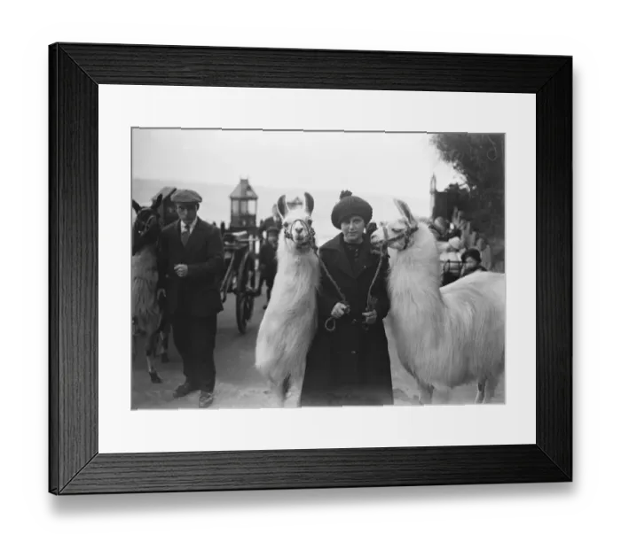 Framed Print : Llamas and Alpacas on the beach at Folkestone. 8 May 1920 Framed Print : Llamas and Alpacas on the beach at Folkestone. 8 May 1920