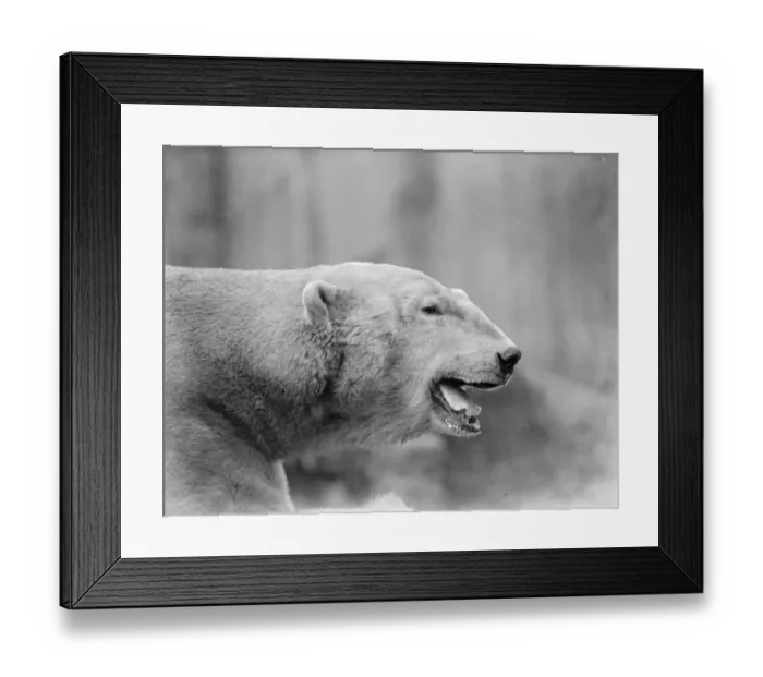 Framed Print : Widower Sam weds again at the Zoo. Young bride enters his residence for first time Framed Print : Widower Sam weds again at the Zoo. Young bride enters his residence for first time