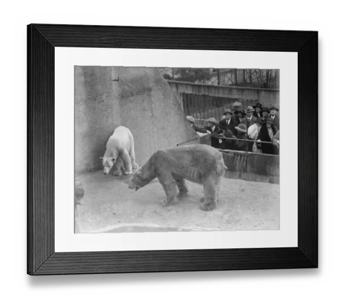 Framed Print : Widower Sam weds again at the Zoo. Young bride enters his residence for first time