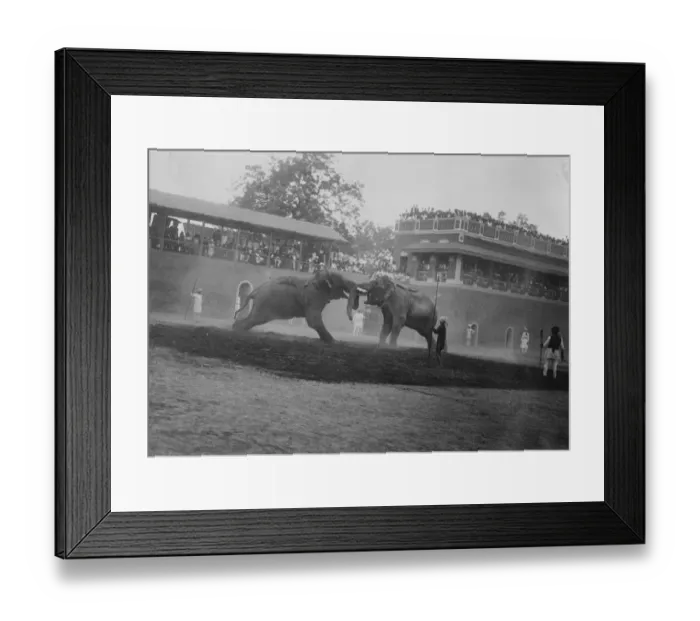 Framed Print : Maharajah of Barodas elephants Show off before the Viceroy and Lady Reading During Framed Print : Maharajah of Barodas elephants Show off before the Viceroy and Lady Reading During