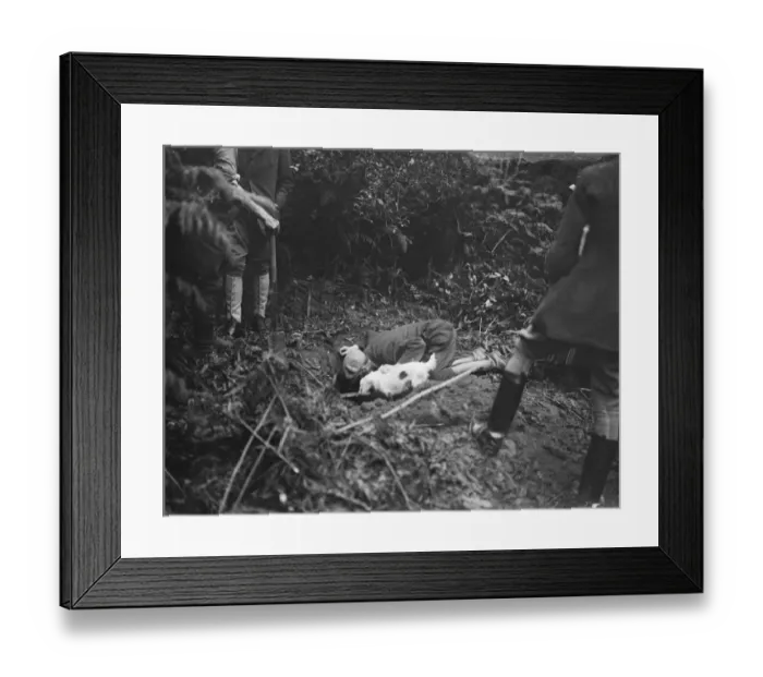 Framed Print : Society hunts with a Lady M F H Gone to ground. Putting in the terrier to make Framed Print : Society hunts with a Lady M F H Gone to ground. Putting in the terrier to make