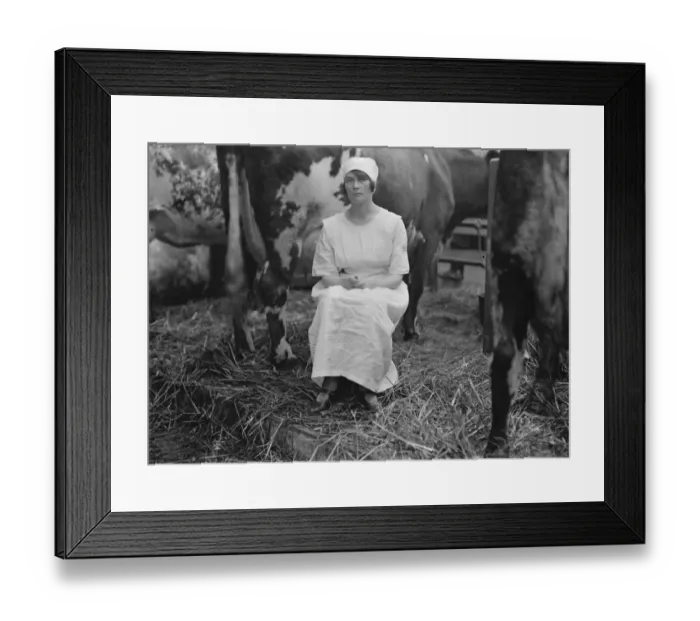 Framed Print : At the Dairy Show atthe Agricultural Hall, London. Miss Buchanan, Scottish Champion