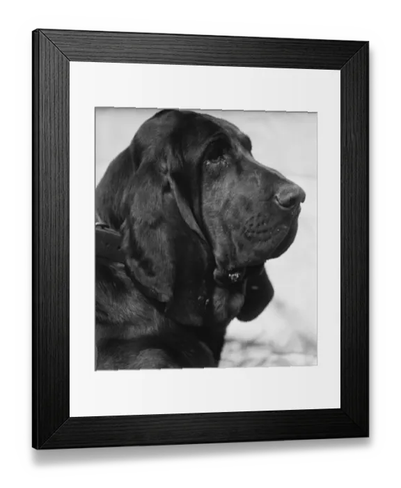 Framed Print : Kennel club show at Olympia. Mr H Hyldens bloodhound Nigger of Brighton Framed Print : Kennel club show at Olympia. Mr H Hyldens bloodhound Nigger of Brighton