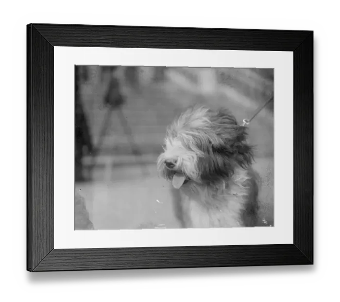 Framed Print : The champion Old English Sheep Dog. The Old English sheep dog Matchless Weather Framed Print : The champion Old English Sheep Dog. The Old English sheep dog Matchless Weather