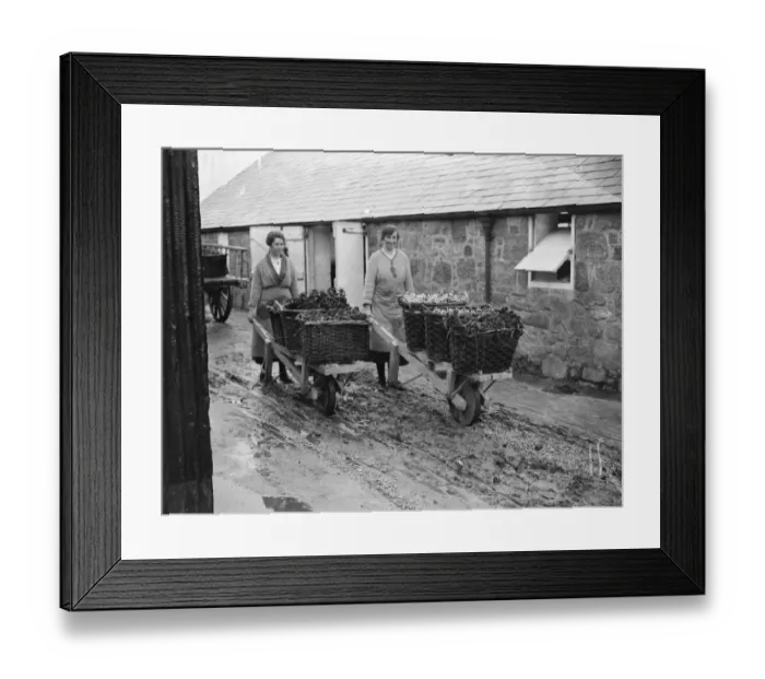 Framed Print : The flower harvest in the Scillies. At Tresco wheelbarrows of golden spurs