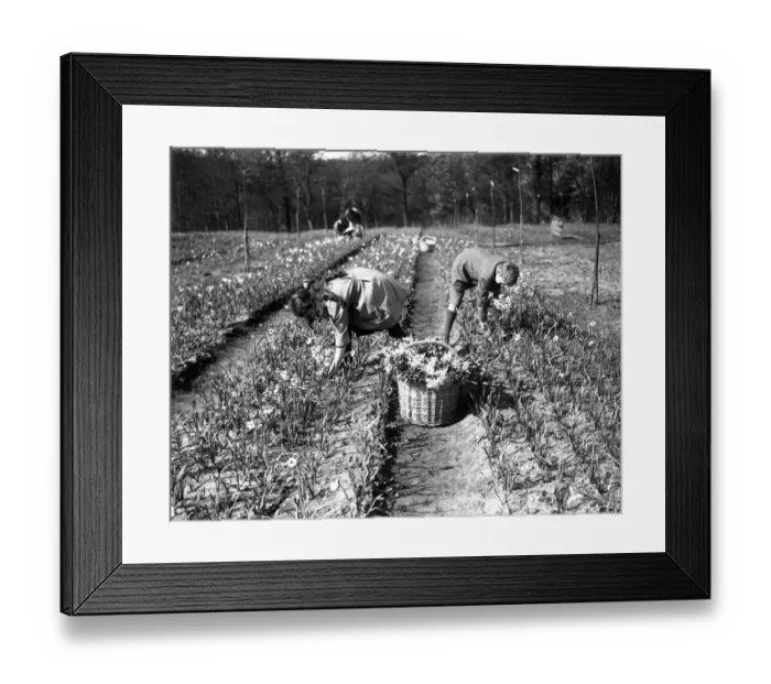 Framed Print : Mr Lummis, an ex RASC officer, runs a daffodil farm at Godstone, Isle of Wight Framed Print : Mr Lummis, an ex RASC officer, runs a daffodil farm at Godstone, Isle of Wight