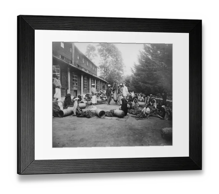 Framed Print : Sorting and rolling tea leaves in factory in Ceylon. 23 March 1923 Framed Print : Sorting and rolling tea leaves in factory in Ceylon. 23 March 1923