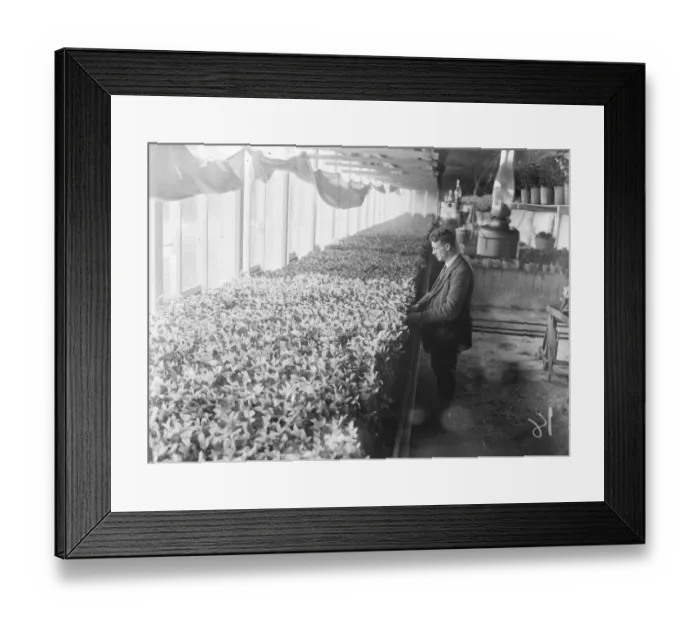 Framed Print : The flower harvest in the Scillies. At Tresco the flower developing house where daffodils