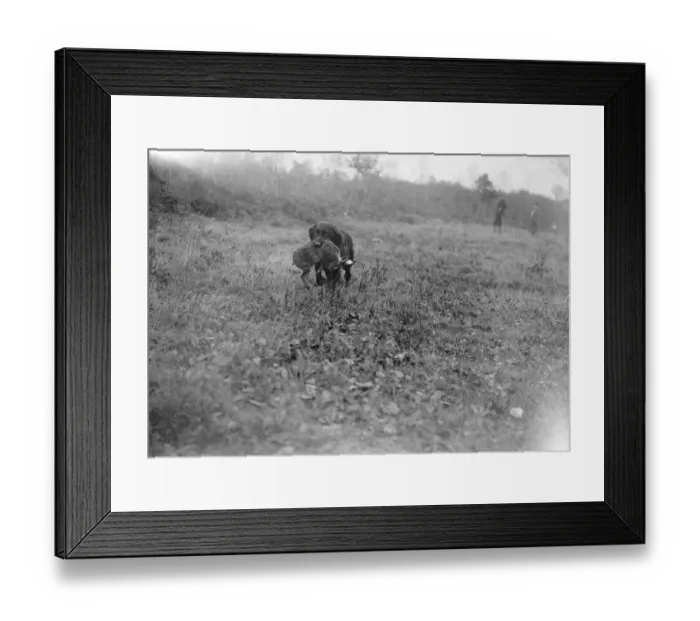 Framed Print : Sir Alfred and Lady Mond Entertain shooting party at Melchet court, Romsey. A