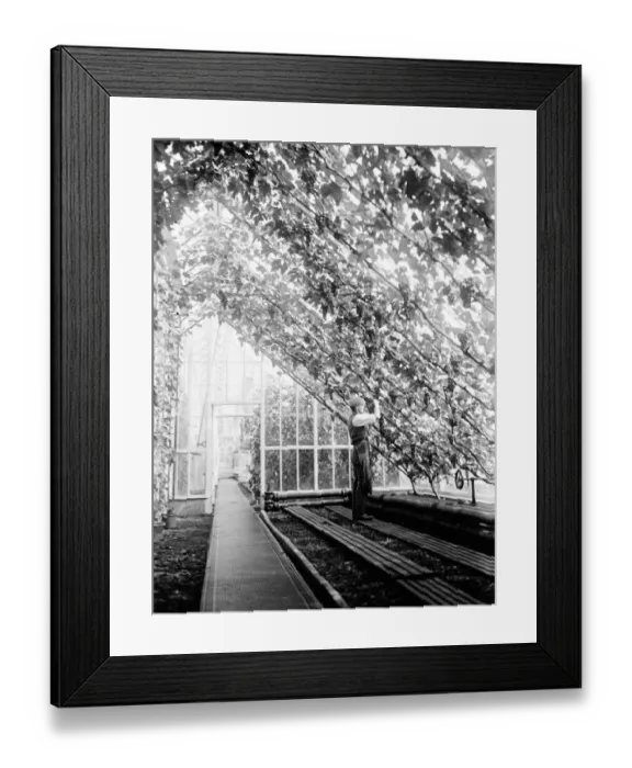 Framed Print : Greenhouse interior at the Sandringham gardens, Norfolk. 22 August 1929