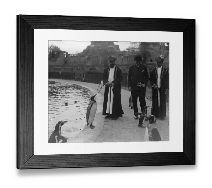 Framed Print : A King and the Sultan. The Sultan of Zanzibar and the King Penguin at the Zoo Framed Print : A King and the Sultan. The Sultan of Zanzibar and the King Penguin at the Zoo