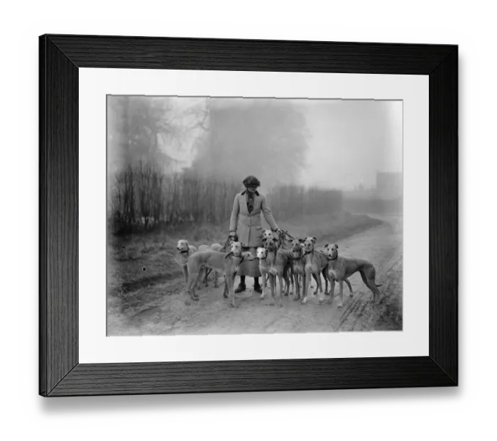 Framed Print : Waterloo Cup aspirants owned and trained by a lady. Miss Ruth Fawcett owner Framed Print : Waterloo Cup aspirants owned and trained by a lady. Miss Ruth Fawcett owner