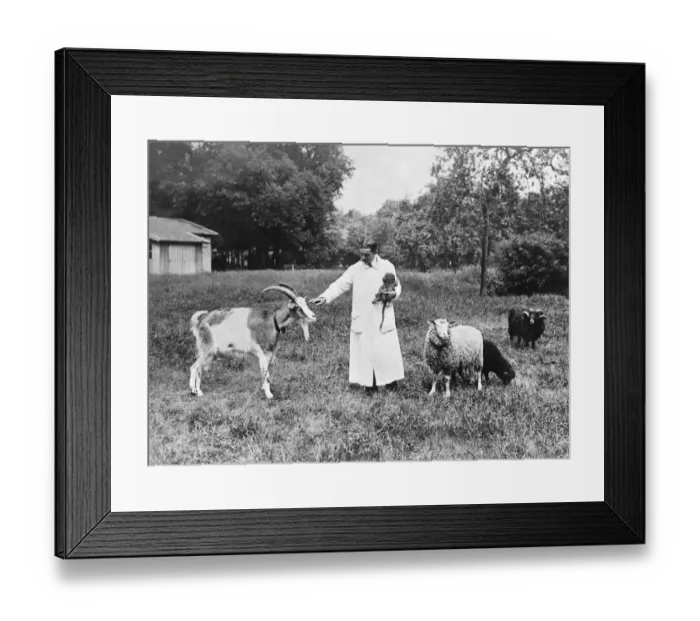 Framed Print : Animals rejuvenated by monkey gland treatment. Dr Serge Vorroneff in the grounds Framed Print : Animals rejuvenated by monkey gland treatment. Dr Serge Vorroneff in the grounds