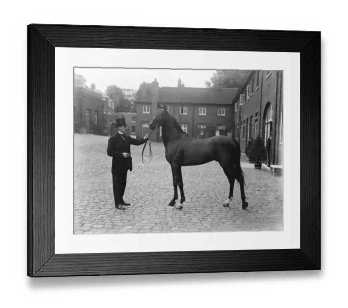 Framed Print : Arab horse presented to the King by the King of Hedjaz. 1919 Framed Print : Arab horse presented to the King by the King of Hedjaz. 1919