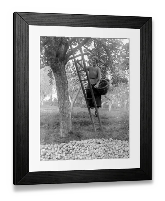 Framed Print : Cider making in Devenshire. Collecting apples in the orchards. 5 November 1922