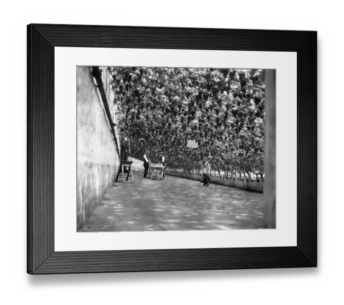 Framed Print : Longfield Vineries, Guernsey, the largest in the Channel Islands, is 750 feet long