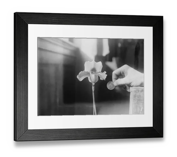 Framed Print : Orchid star at horticultural show Huge Cypripedium wins special diploma. It is Framed Print : Orchid star at horticultural show Huge Cypripedium wins special diploma. It is