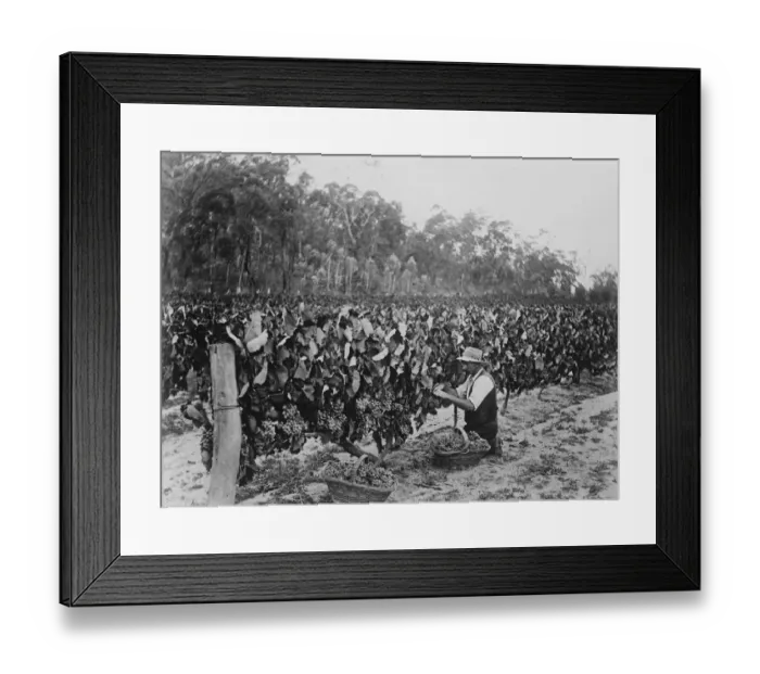 Framed Print : Picking grapes at Ballandean near Stanthorpe. 23 March 1923 Framed Print : Picking grapes at Ballandean near Stanthorpe. 23 March 1923