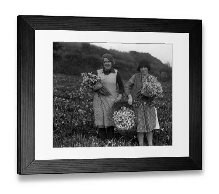 Framed Print : Girls with baskets full of the spring flower harvest ( narcissi ) at Mousehole