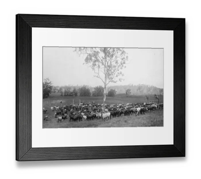 Framed Print : Mob of store cattle at Brisbane. 23 March 1923 Framed Print : Mob of store cattle at Brisbane. 23 March 1923