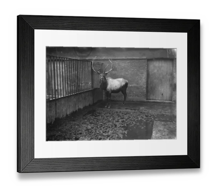 Framed Print : At the Zoo Wapiti 13 January 1928
