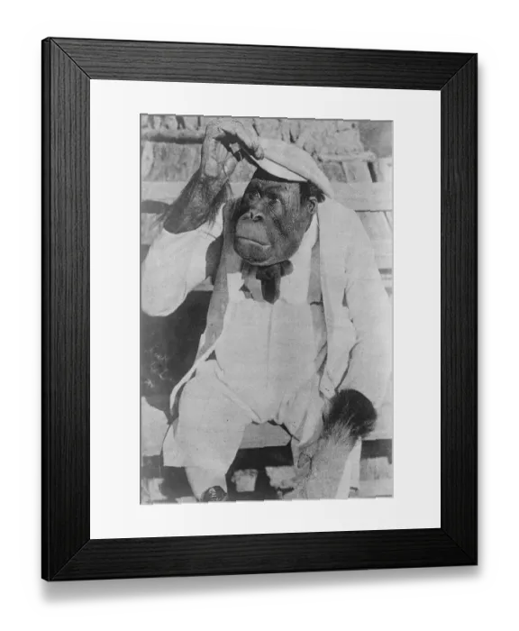 Framed Print : Famous Movie monkey weds. Joe Brown, the famous monkey, so often seen on the films