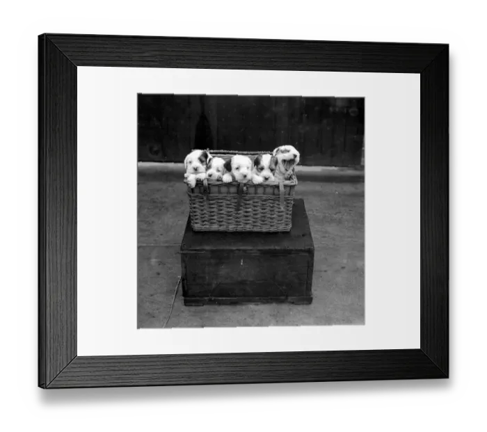 Framed Print : Midland Sealyham Clubs Show at Rugby. A basket full of pups. 21 May 1924 Framed Print : Midland Sealyham Clubs Show at Rugby. A basket full of pups. 21 May 1924