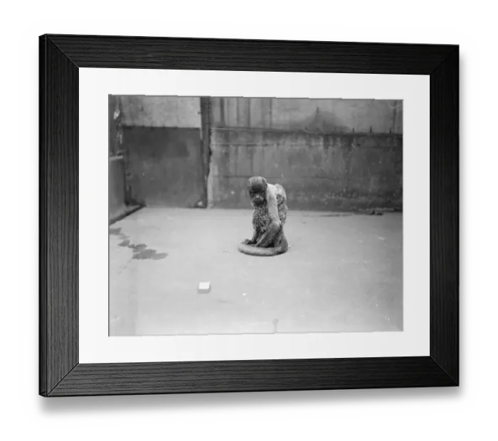 Framed Print : Koko in muff ti This demure occupant of the Smaller monkeys House is seen wearing