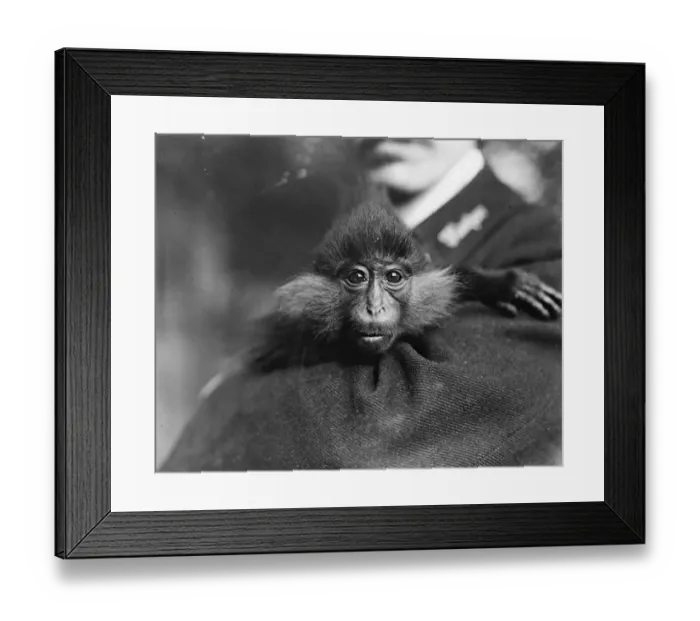 Framed Print : The all black mangabey monkey at the zoo. 19 September 1919 Framed Print : The all black mangabey monkey at the zoo. 19 September 1919