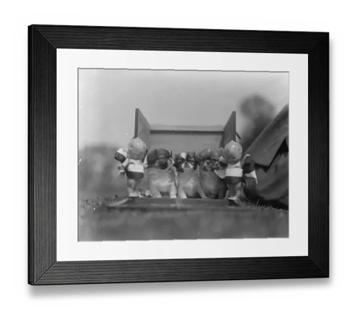 Framed Print : Pekin Palace dog show at Ranelagh. A litter of puppies with their be ribboned guardians Framed Print : Pekin Palace dog show at Ranelagh. A litter of puppies with their be ribboned guardians