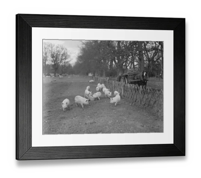 Framed Print : An Australian farm in England : Ideal in Empire Land training at Lynford Hall, Norfolk Framed Print : An Australian farm in England : Ideal in Empire Land training at Lynford Hall, Norfolk