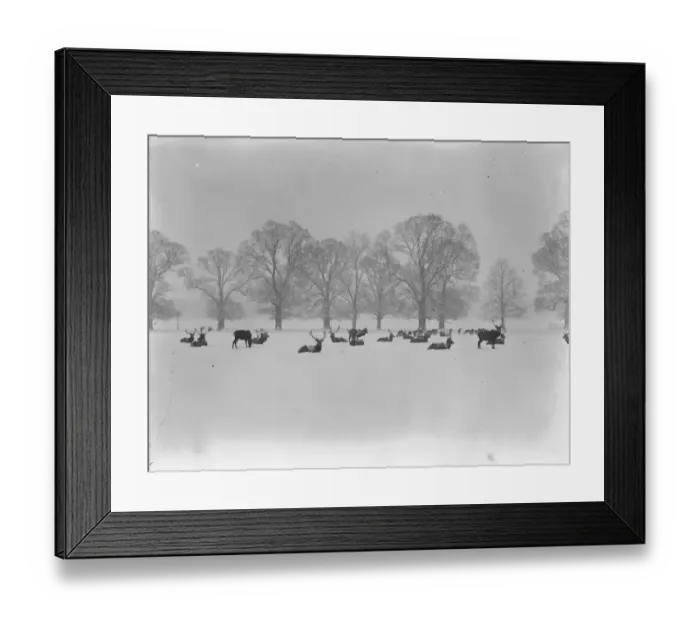 Framed Print : Nature as artist. An artistic winter study in Windsor, Great Park. 15 January 1926 Framed Print : Nature as artist. An artistic winter study in Windsor, Great Park. 15 January 1926