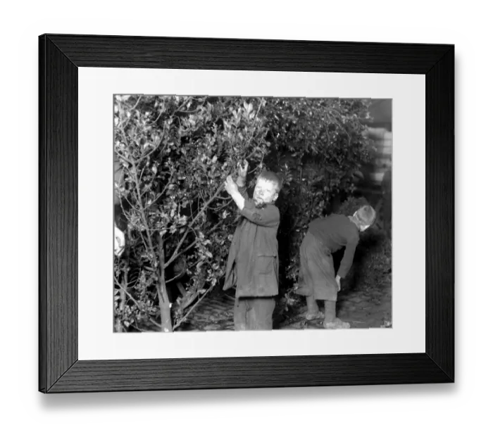 Framed Print : Ragged boys scrounging holly at Covent Garden. 23 December 1919 Framed Print : Ragged boys scrounging holly at Covent Garden. 23 December 1919