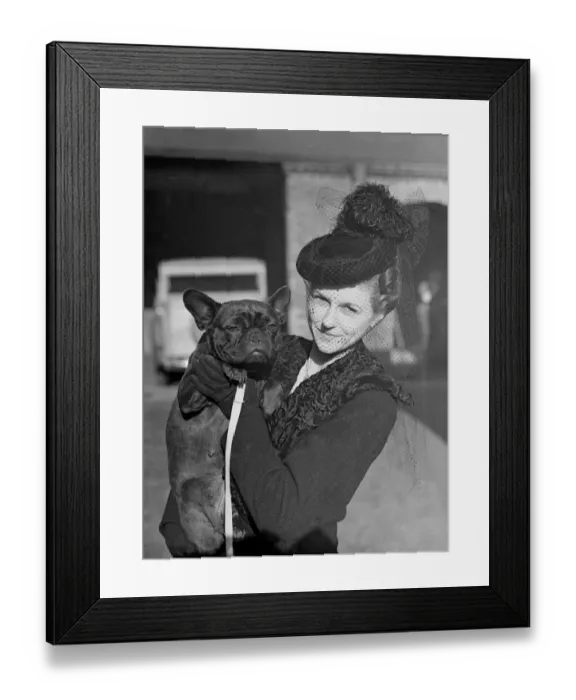 Framed Print : The Show of the Keeshon club and French Bulldog club is taking place at Tattershall Framed Print : The Show of the Keeshon club and French Bulldog club is taking place at Tattershall