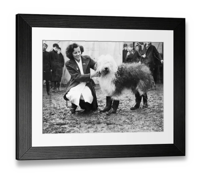 Framed Print : Pastel Blue Autocrat, a beautiful old English sheepdog, came to the West Country Framed Print : Pastel Blue Autocrat, a beautiful old English sheepdog, came to the West Country
