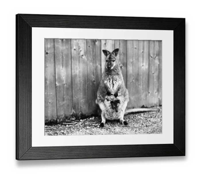 Framed Print : The London zoos baby wallaby takes its first peep at the world from its mothers pouch