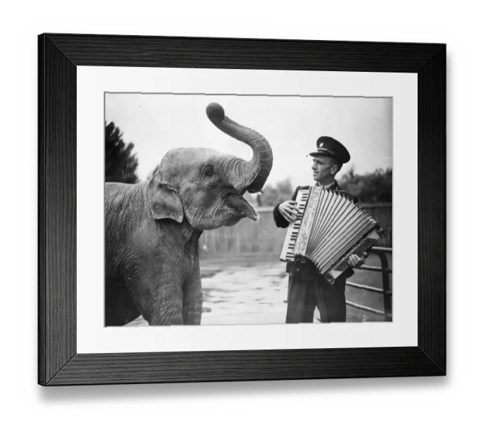 Framed Print : Rajah, one of the young Elephants at the London Zoo, has two outsize ears for music