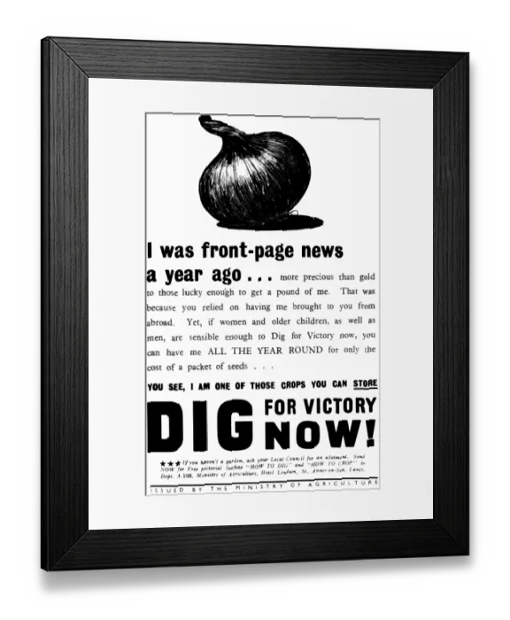 Framed Print : Homefront Food propaganda poster Dig for Victory. WW2 Framed Print : Homefront Food propaganda poster Dig for Victory. WW2