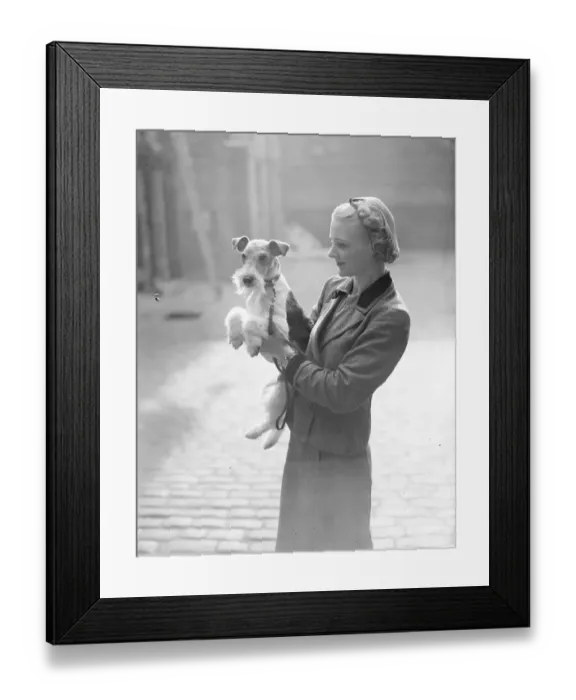 Framed Print : The Wire Fox Terrier Associations Champion Show is taking place at the Drill Hall Framed Print : The Wire Fox Terrier Associations Champion Show is taking place at the Drill Hall
