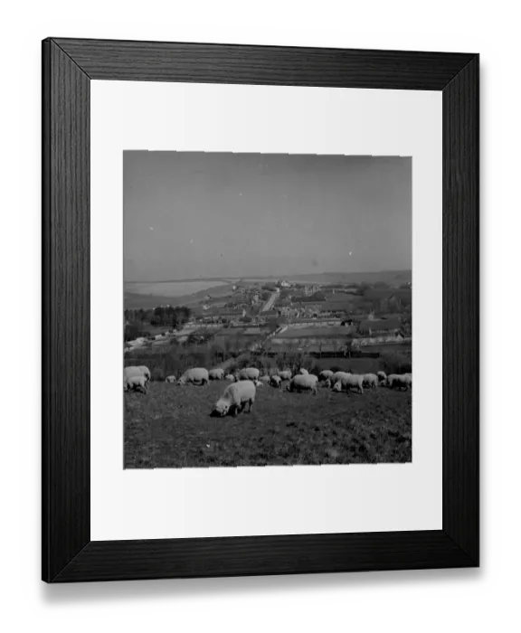 Framed Print : Sheep farming on the Sussex Downs near Rottingdean 1946 Framed Print : Sheep farming on the Sussex Downs near Rottingdean 1946