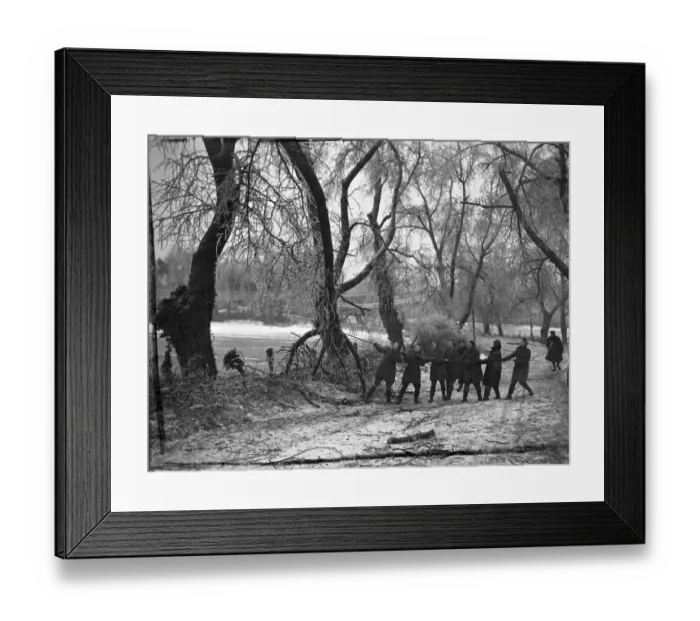 Framed Print : Timber!. huge limbs of trees snapped by the weight of ice on them are pulled to Framed Print : Timber!. huge limbs of trees snapped by the weight of ice on them are pulled to