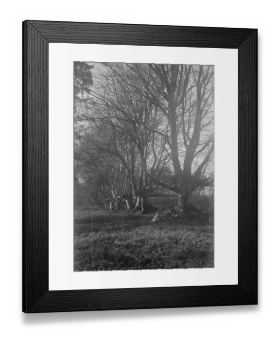 Framed Print : Balcombe Forest Framed Print : Balcombe Forest