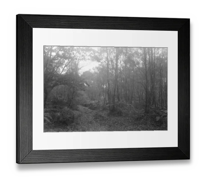Framed Print : Balcombe Forest