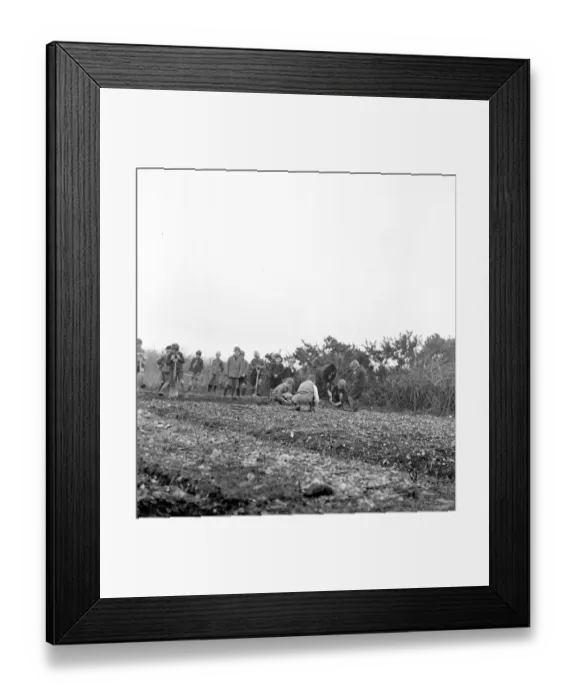 Framed Print : Cockney children from the Sydenham Road area of Croydon grow into farmers after evacuation Framed Print : Cockney children from the Sydenham Road area of Croydon grow into farmers after evacuation